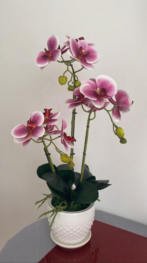 Affittacamere L'Orchidea ヴェンティミーリア エクステリア 写真